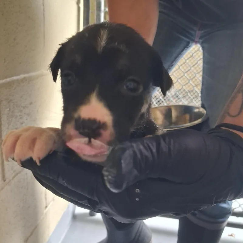 A baby small-sized female Black Mixed Breed dog named Callaway for adoption in Austin, TX