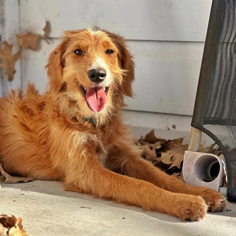 Cinnamon thumbnail 2