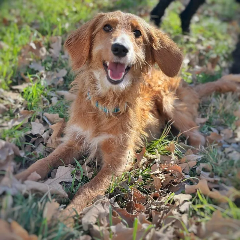 Cinnamon thumbnail 3