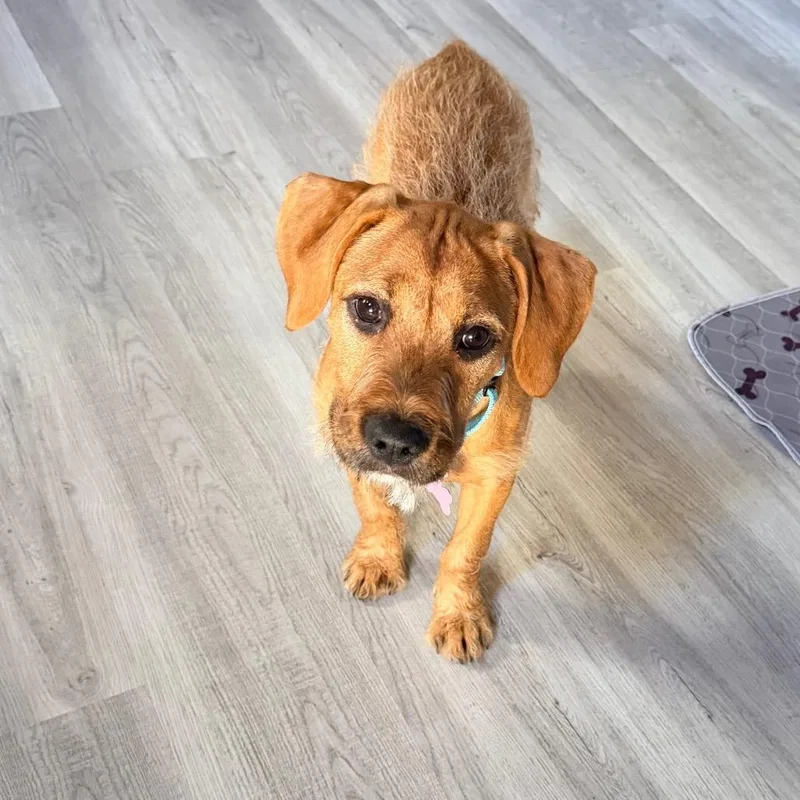A baby medium-sized female Red / Chestnut / Orange Terrier dog named Chia for adoption in Saint John, IN