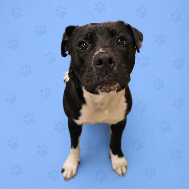 An adult medium-sized female Black Mixed Breed dog named Vega for adoption in Memphis, TN