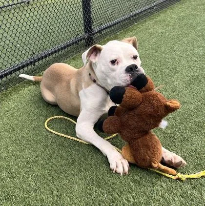 An adult large-sized female Yellow / Tan / Blond / Fawn Boxer dog named Georgia for adoption in Kansas City, MO