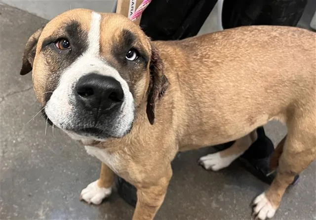 An adult medium-sized female Boxer dog named Evie for adoption in Tucson, AZ
