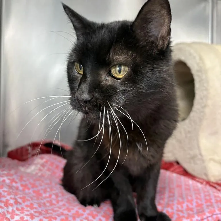 A senior medium-sized female Black Domestic Short Hair cat named Gladys for adoption in Driggs, ID