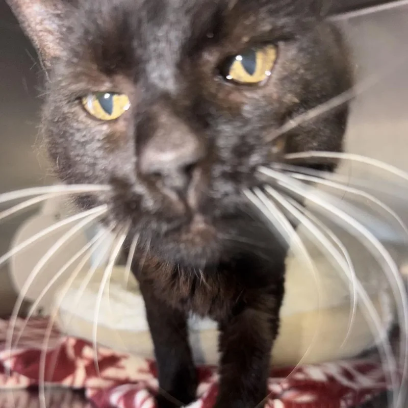 Gladys thumbnail 5
