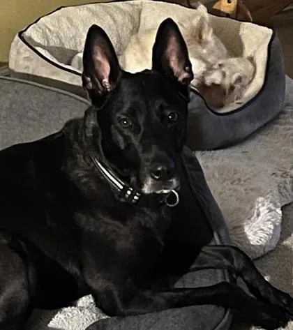 An adult large-sized male German Shepherd Dog dog named Snail for adoption in Atlanta, GA