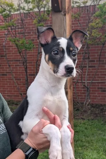 An adult large-sized male Pit Bull Terrier dog named Spotty for adoption in Mansfield, TX