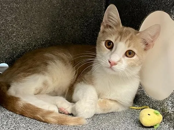 A baby small-sized male Domestic Short Hair cat named Zeb for adoption in Austin, TX