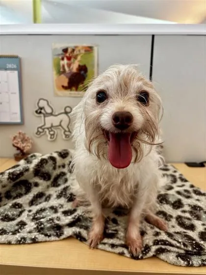 Max Joey thumbnail 2