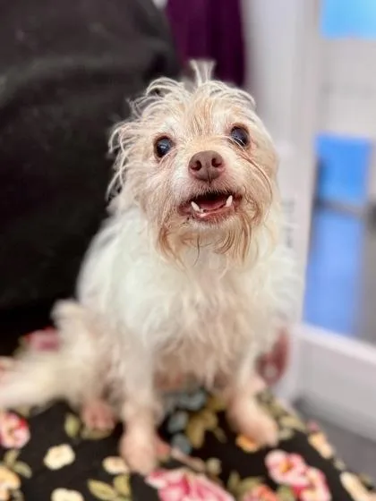 Max Joey thumbnail 3