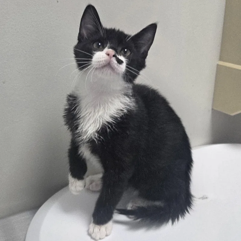 A baby medium-sized female Black & White / Tuxedo Domestic Short Hair cat named Tatum for adoption in SNOW HILL, NC