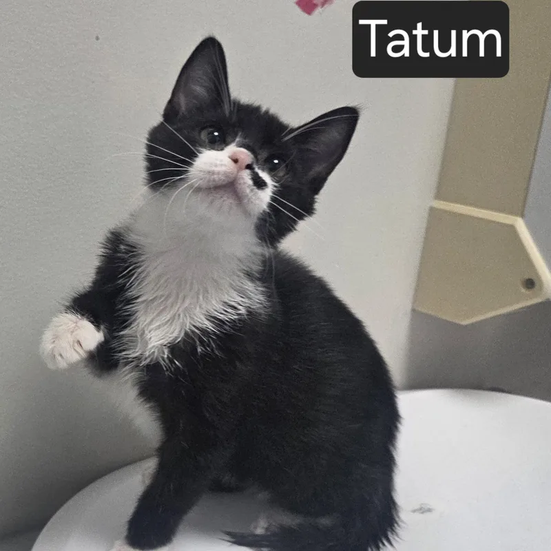 Tatum thumbnail 2