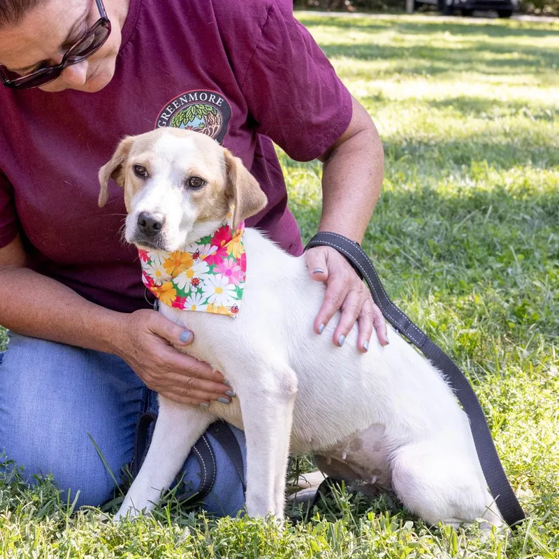 A young medium-sized female Yellow / Tan / Blond / Fawn Beagle dog named WillowAvail for adoption in West Grove, PA