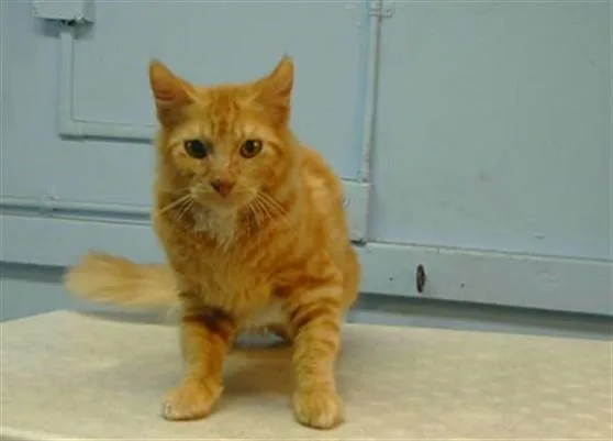 A young small-sized male Domestic Short Hair cat named A for adoption in Gardena, CA