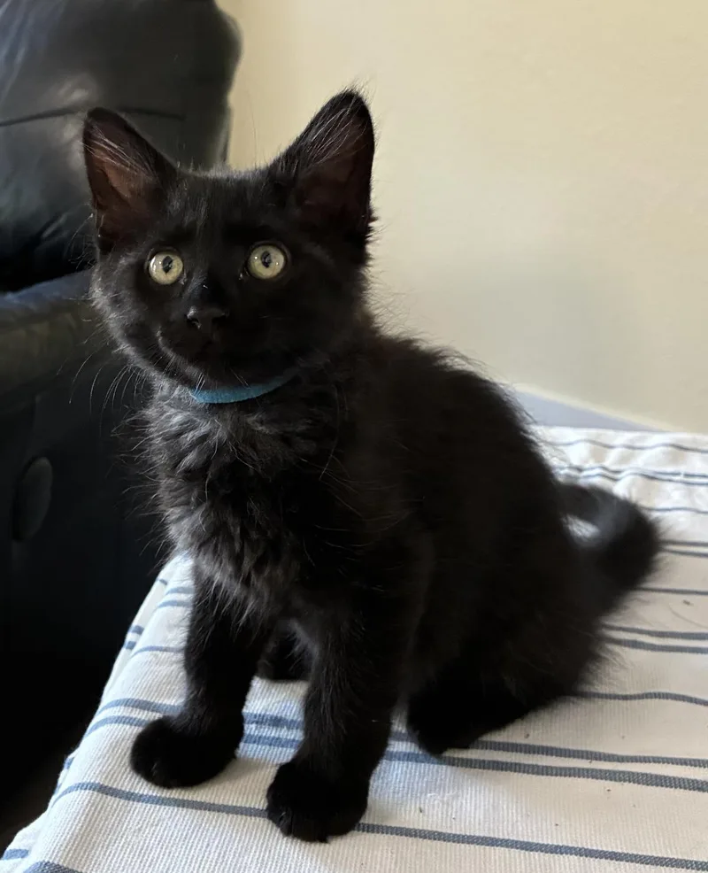 A baby medium-sized male Domestic Short Hair cat named Alpo for adoption in Lincoln, CA