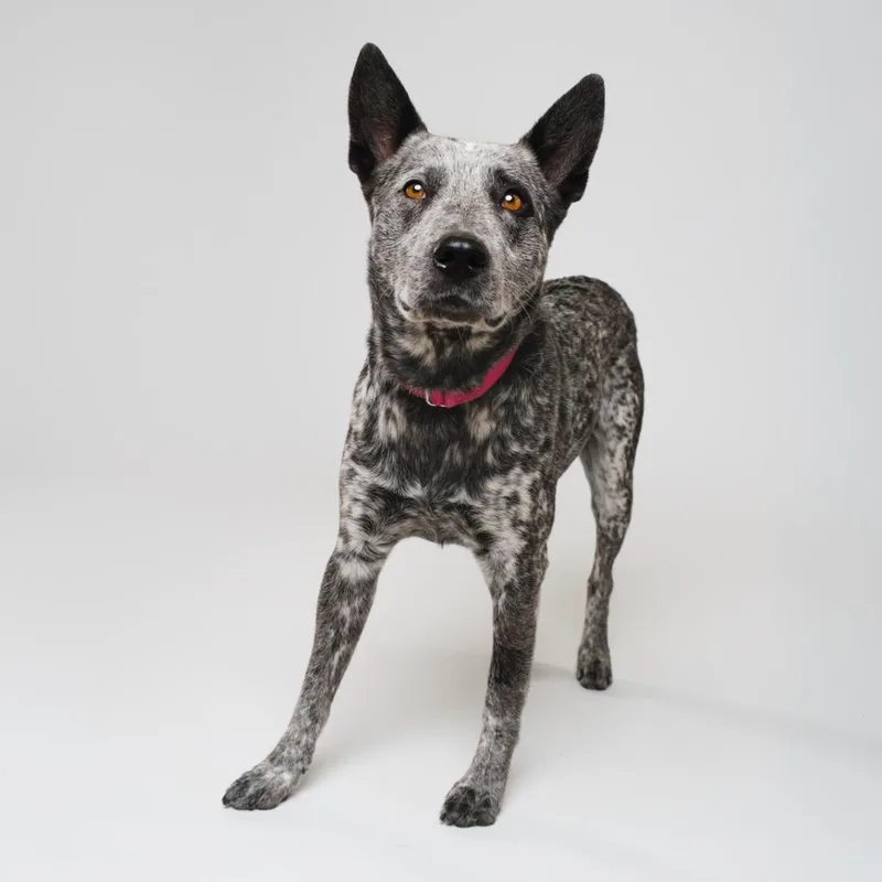 An adult medium-sized male Gray / Blue / Silver Australian Cattle Dog / Blue Heeler dog named Balto for adoption in Palm Springs, CA
