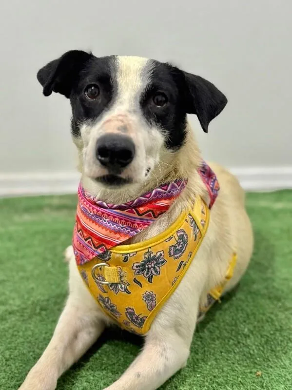 A young medium-sized female White / Cream Jack Russell Terrier dog named Mialou for adoption in Carlsbad, CA
