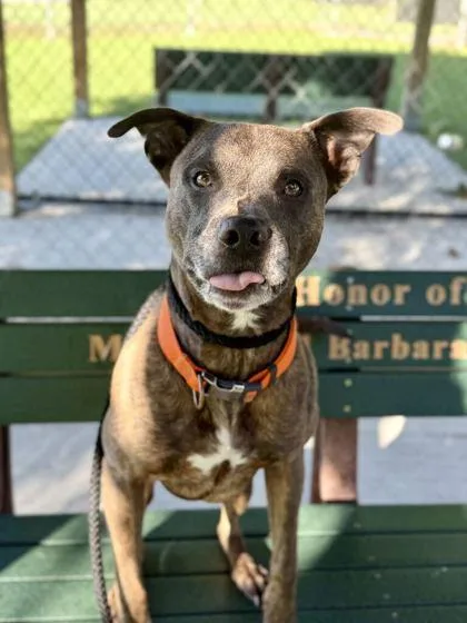 An adult medium-sized male Pit Bull Terrier dog named Pop for adoption in Daytona Beach, FL