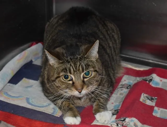 A senior medium-sized female Domestic Short Hair cat named Pickles for adoption in Sarasota, FL