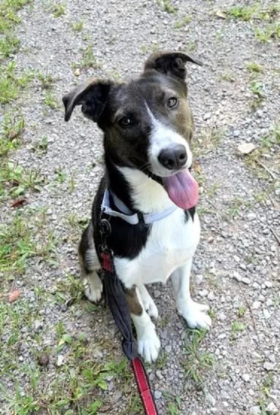 An adult medium-sized female Black Hound dog named Cece for adoption in Pegram, TN