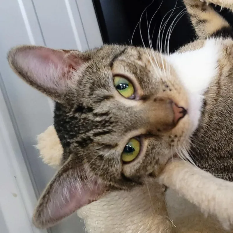 An adult medium-sized female Brown / Chocolate Domestic Short Hair cat named Athena for adoption in Sheridan, WY
