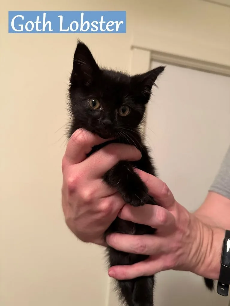 A baby medium-sized male Domestic Short Hair cat named Goth Lobster for adoption in Hoover , AL