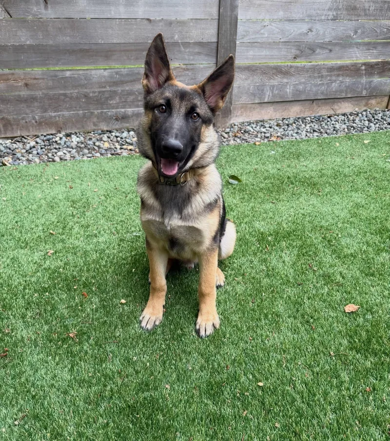 A baby large-sized male Black German Shepherd Dog dog named Beck for adoption in Bellevue, WA