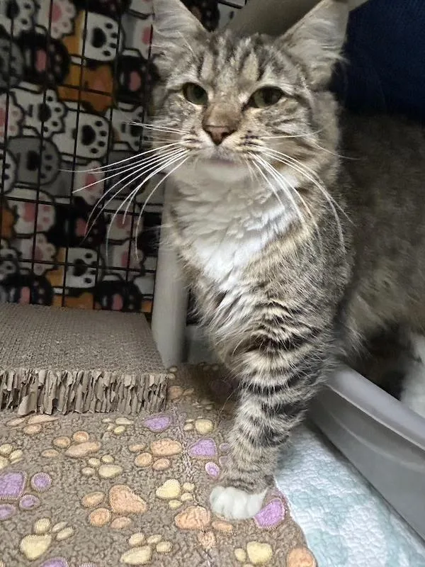 A baby small-sized female Tabby (Buff / Tan / Fawn) Domestic Long Hair cat named Sparkler for adoption in Cape May, NJ