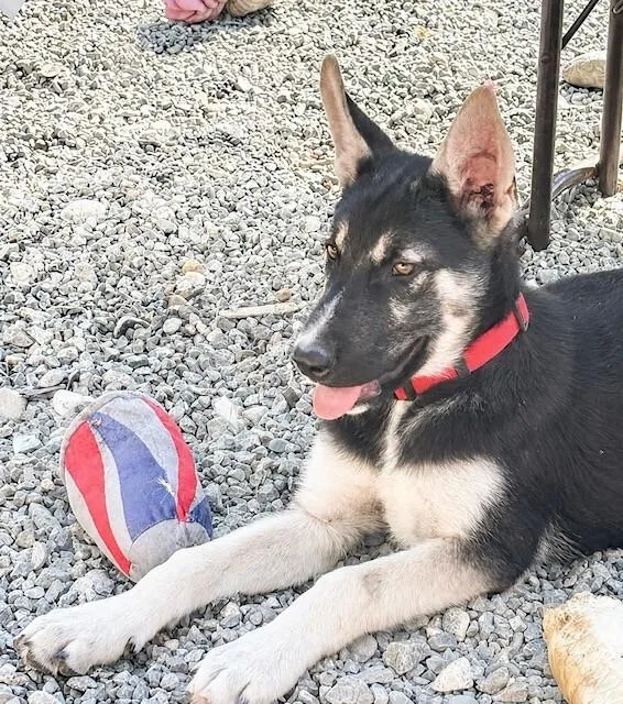 A young large-sized male German Shepherd Dog dog named Epic for adoption in Seattle, WA