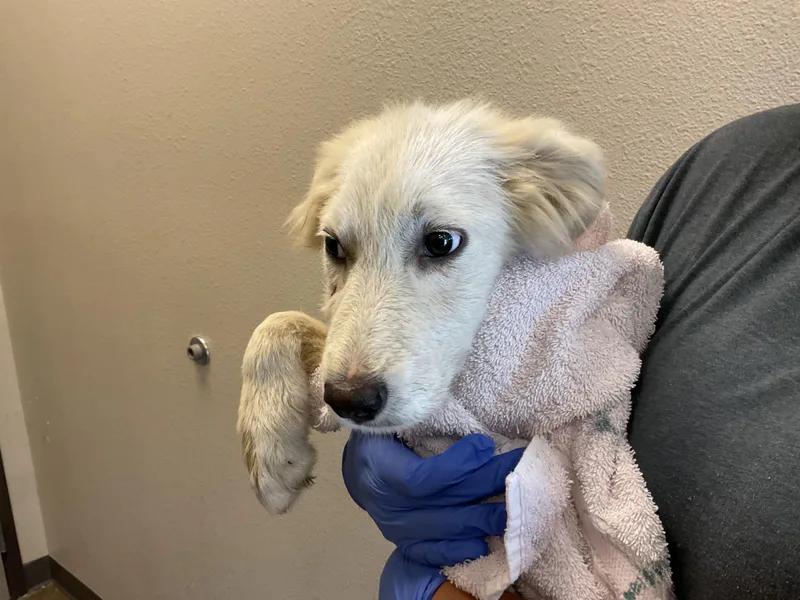 A baby medium-sized female Great Pyrenees dog named Misty for adoption in Ontario, CA