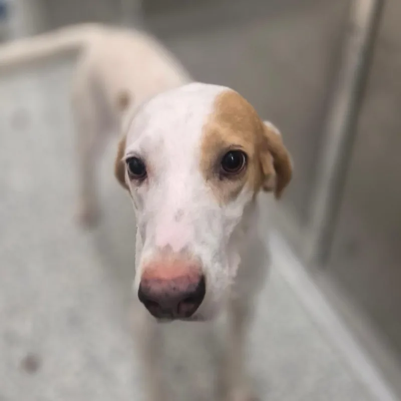 An adult medium-sized male White / Cream Hound dog named Jaxen for adoption in Wilmington, DE