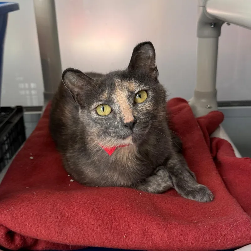 An adult medium-sized female Tortoiseshell Domestic Short Hair cat named Peaches for adoption in Chicago, IL