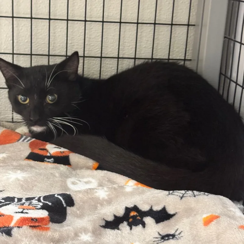 A young medium-sized female Black Domestic Short Hair cat named Fractious Chelsea for adoption in Columbiana, AL