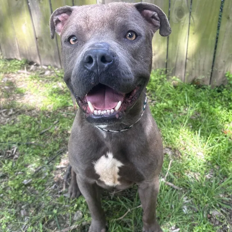 An adult medium-sized male Gray / Blue / Silver Pit Bull Terrier dog named Poseidon D for adoption in Corsicana, TX