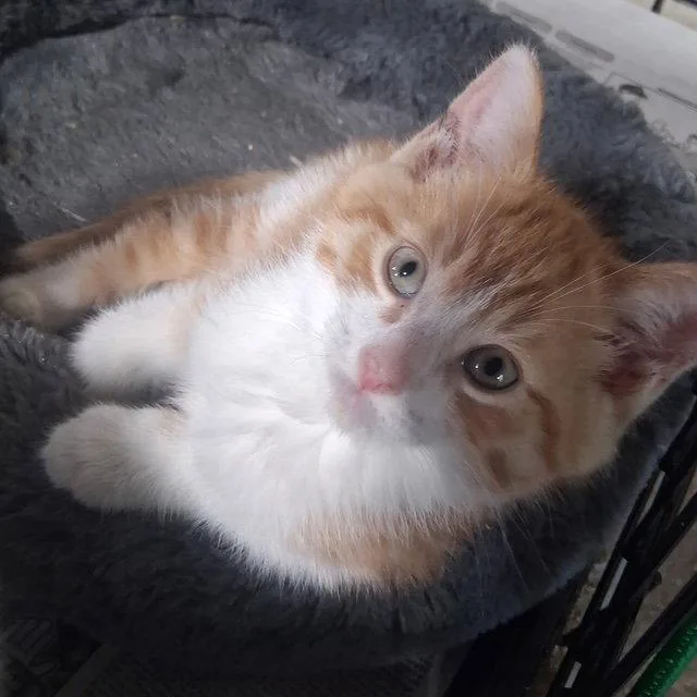 Simba