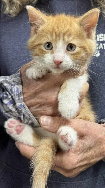 Simba thumbnail 2