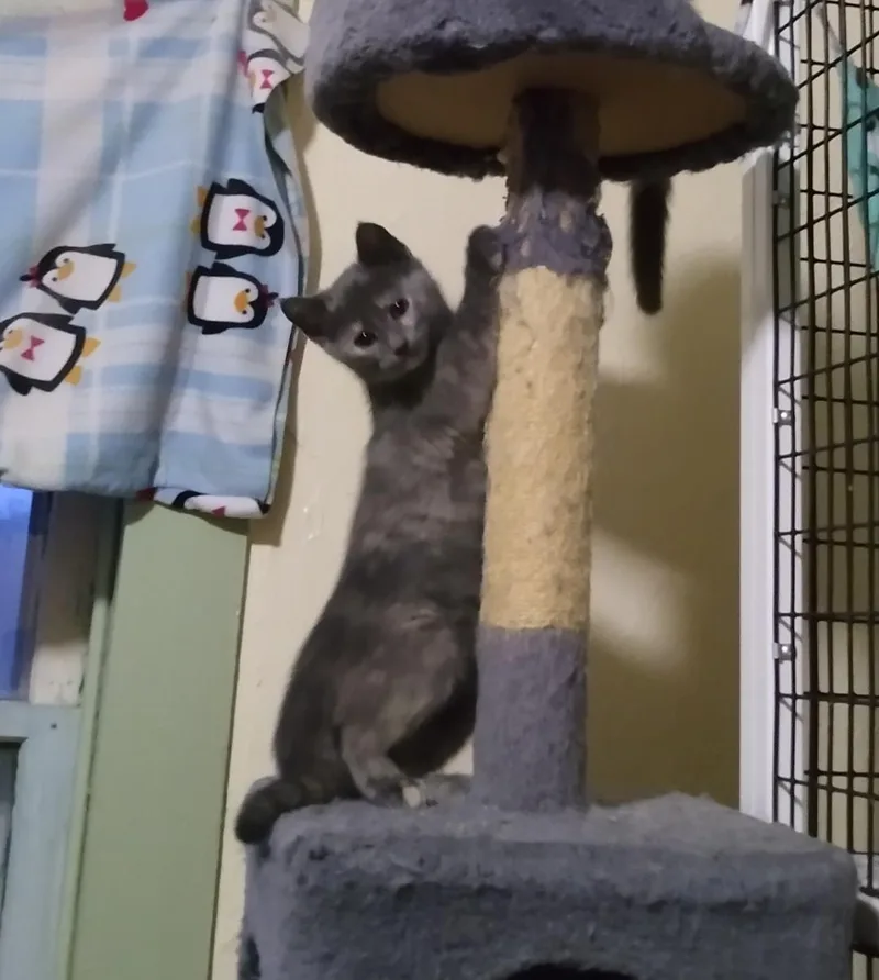A young medium-sized female Domestic Short Hair cat named Ashfur for adoption in Rochester, NY