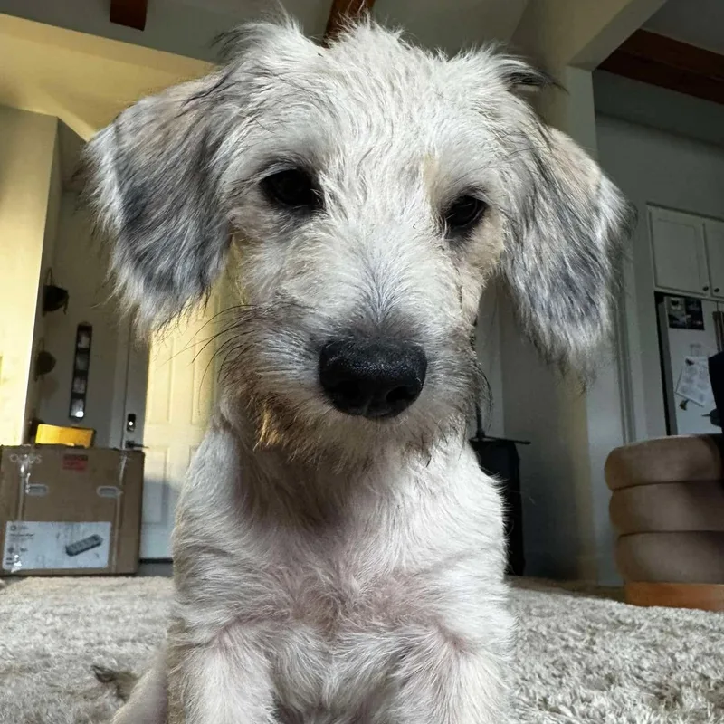 A baby small-sized female Apricot / Beige Terrier dog named Athena for adoption in Warren, RI