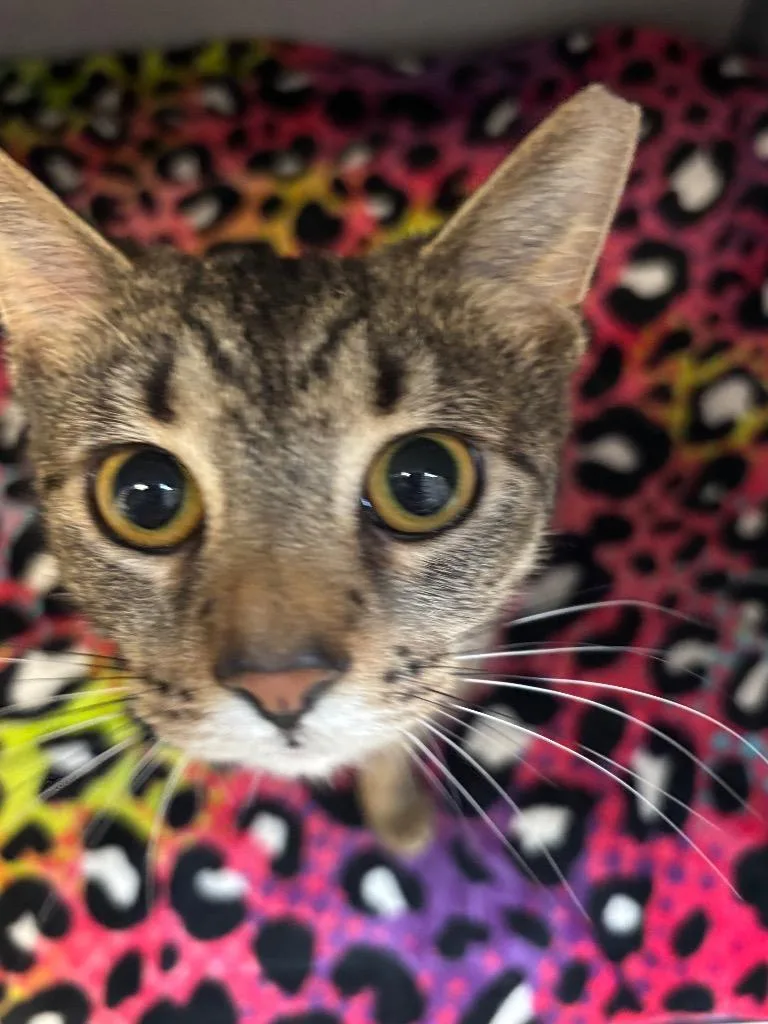 A baby large-sized female Domestic Short Hair cat named Puddles for adoption in Liverpool, NY