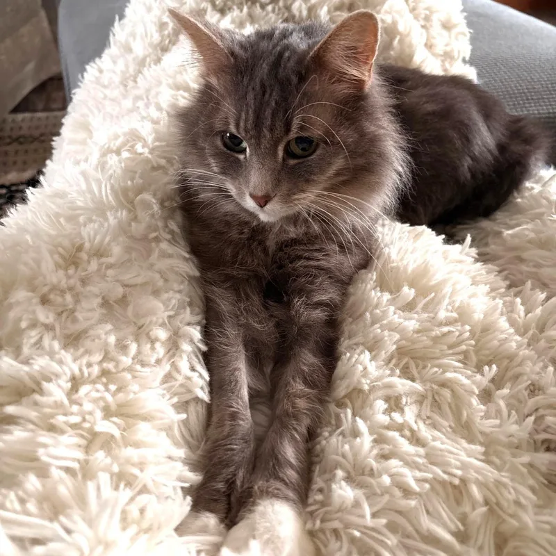 An adult medium-sized female Domestic Long Hair cat named Biscuit for adoption in Wilmington, OH