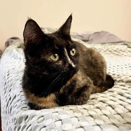 An adult small-sized female Tabby (Tiger Striped) Domestic Short Hair cat named Dove for adoption in Atlanta, GA