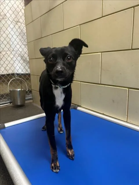 An adult small-sized male Chihuahua dog named Bodie for adoption in Woodland, CA