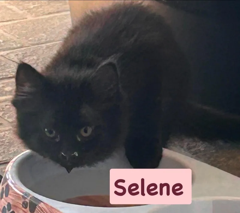 A baby medium-sized female Black Domestic Medium Hair cat named Selene for adoption in Gerrardstown, WV