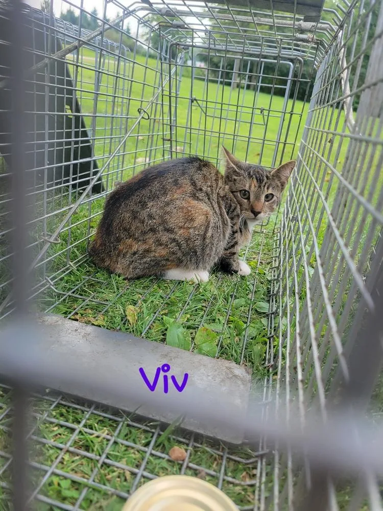 An adult medium-sized female Brown / Chocolate Domestic Short Hair cat named Viv for adoption in Lorain, OH