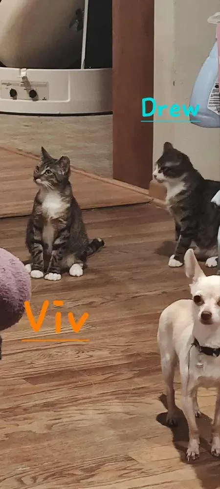 Viv thumbnail 4