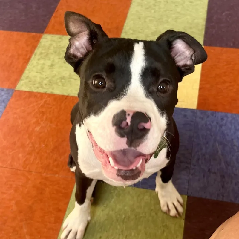 A young medium-sized male Pit Bull Terrier dog named Jethro for adoption in Crystal, MN