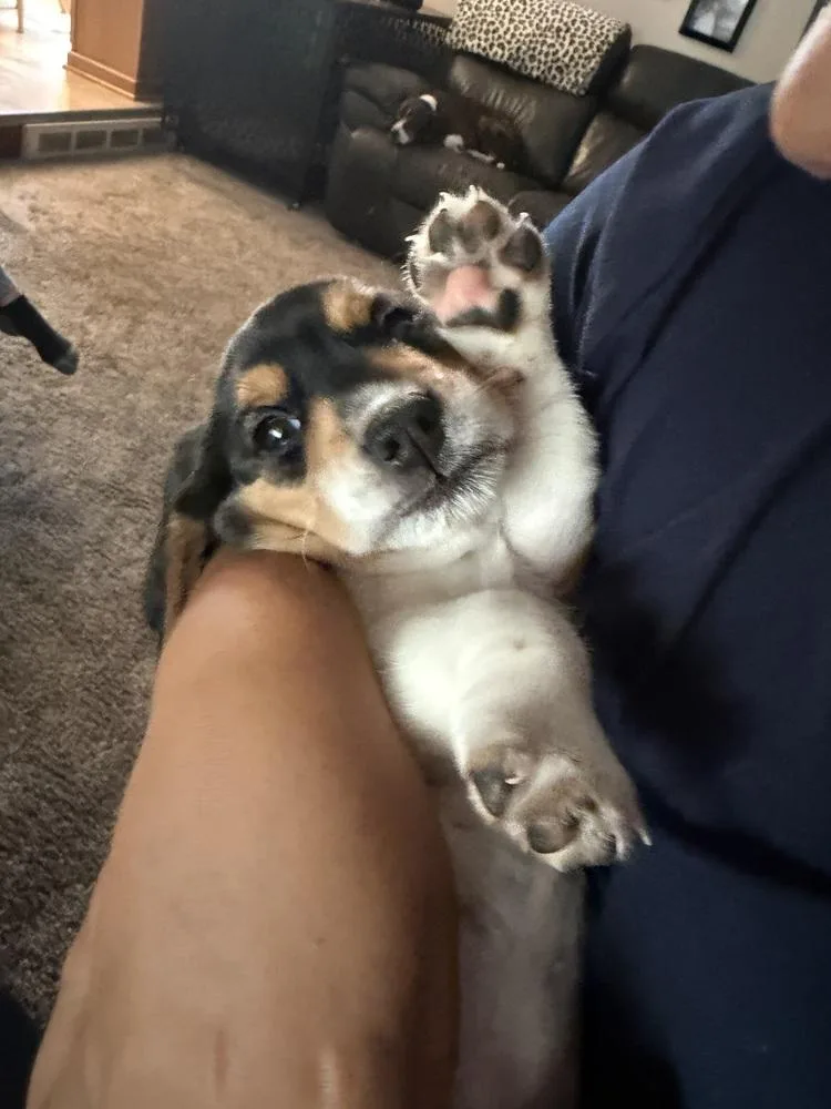 Scout