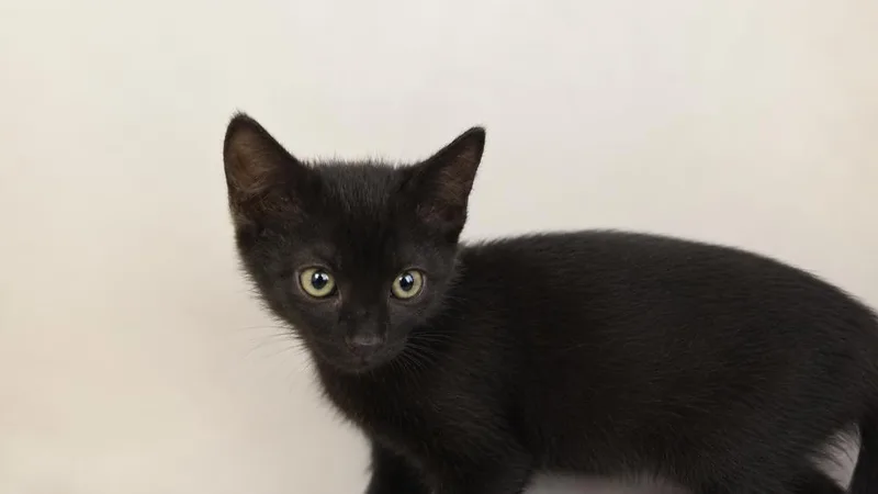 A baby small-sized male Black Domestic Short Hair cat named Slash for adoption in Calimesa, CA
