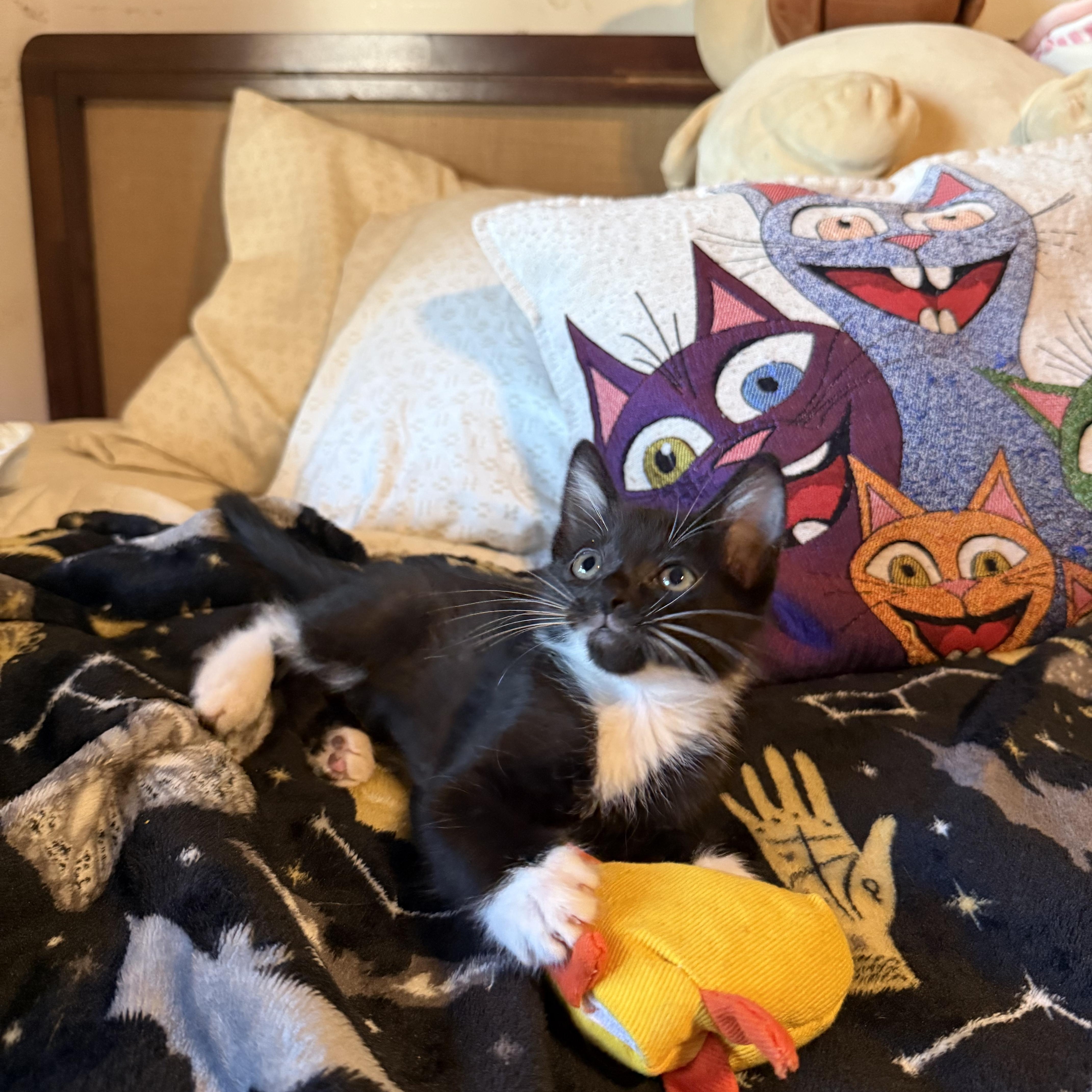 A baby small-sized male Black & White / Tuxedo Domestic Short Hair cat named Ian for adoption in Delray Beach, FL