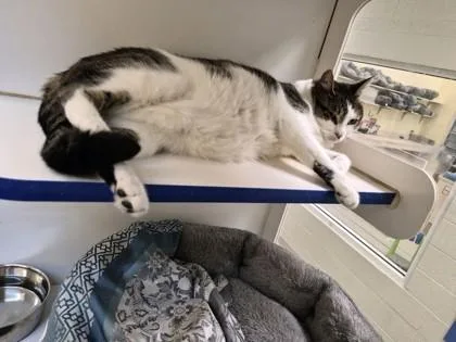 An adult large-sized male Domestic Short Hair cat named Gizmo for adoption in Vero Beach, FL